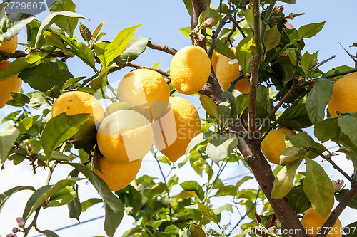 Image of Lemon tree branch with leaves on blue sky