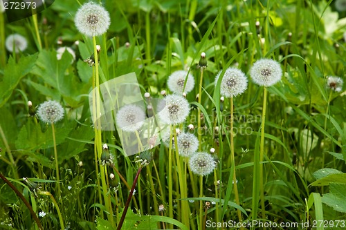 Image of Dandelions.