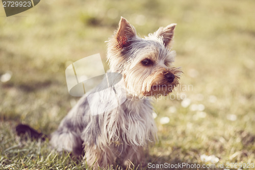 Image of Cute small yorkshire terrier