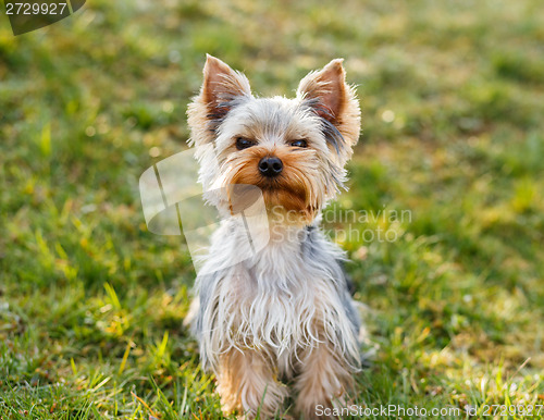 Image of Cute small yorkshire terrier