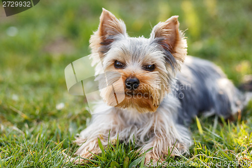 Image of Cute small yorkshire terrier