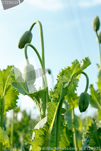 Image of agriculture poppy field