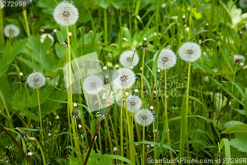 Image of Dandelions.