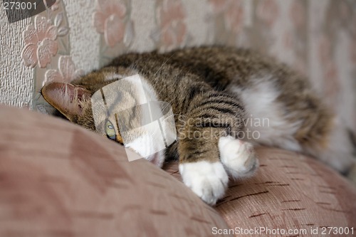 Image of Sleeping cat