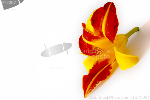 Image of Daylily (Hemerocallis)