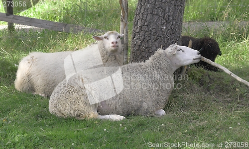 Image of Sheep