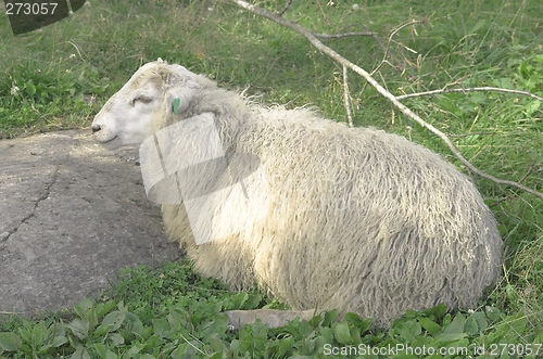 Image of Sheep