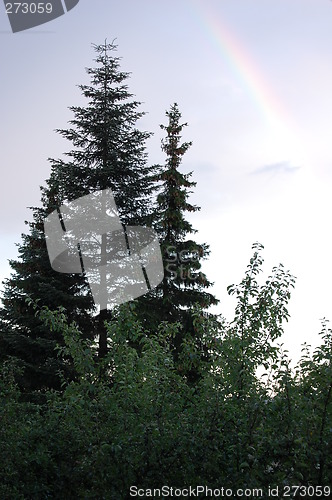 Image of Rainbow over trees