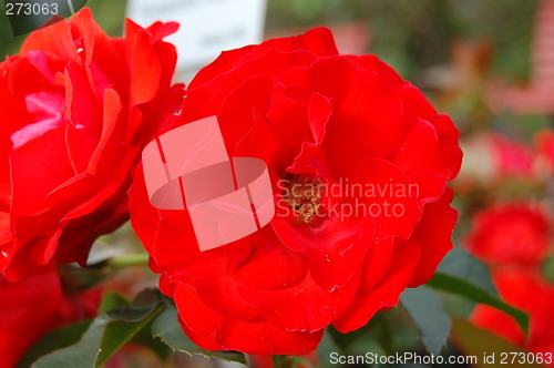 Image of Bright red rose