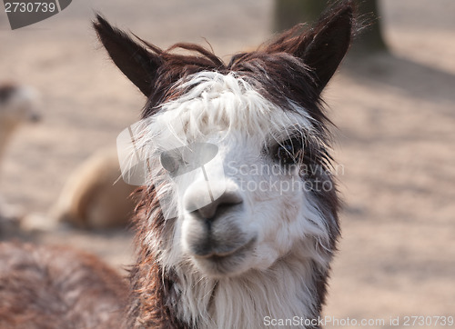 Image of llama closeup portrait