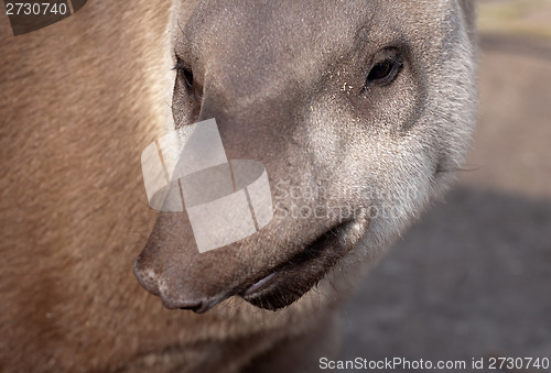 Image of tapir snout funny portrait