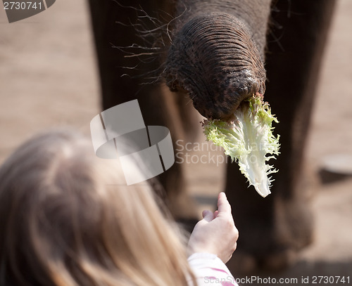 Image of elephant feeding