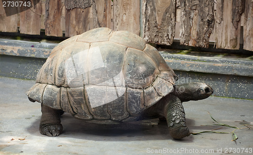 Image of big Galapagos tortoise