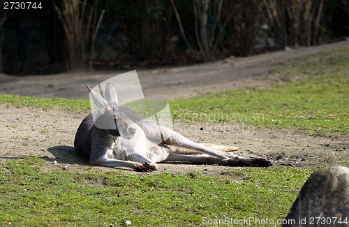 Image of funny laying kangaroo