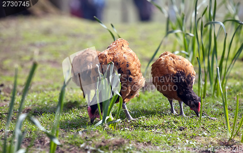 Image of brown chickens 