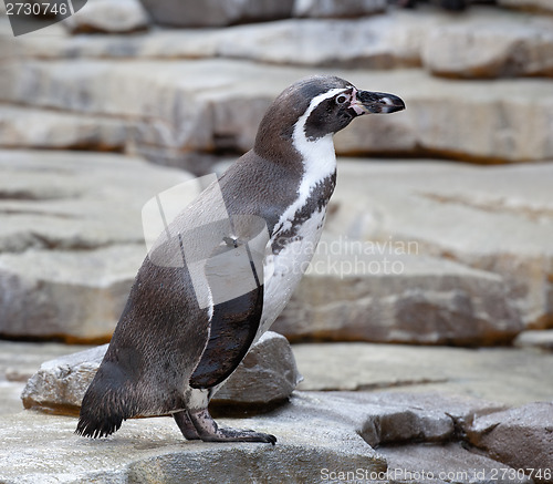 Image of small penguin