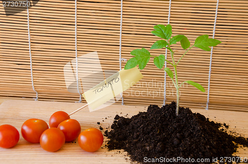 Image of tomato plant and vegetable with paper card word 