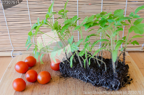 Image of tomato seedlings in earth and red tomatoes on tray 