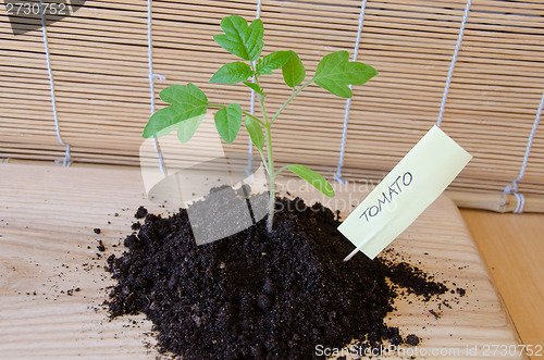 Image of tomato seedling grow in mound, card with citation 