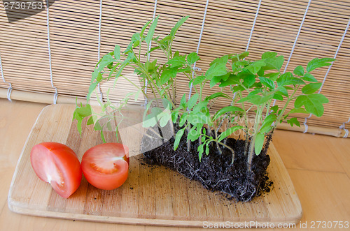 Image of sprout growing and tomato in half, concept harvest 