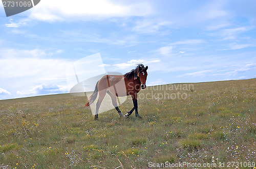 Image of steppe landscape