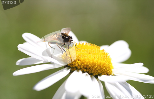 Image of Summerflower with bie