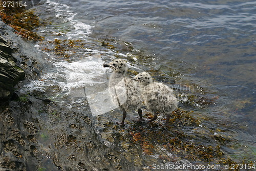 Image of Walking gulls