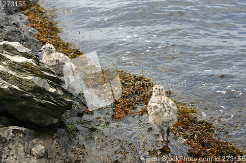 Image of Walking gulls