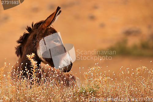 Image of Donkey