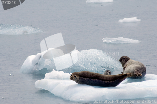 Image of Seals on Ice