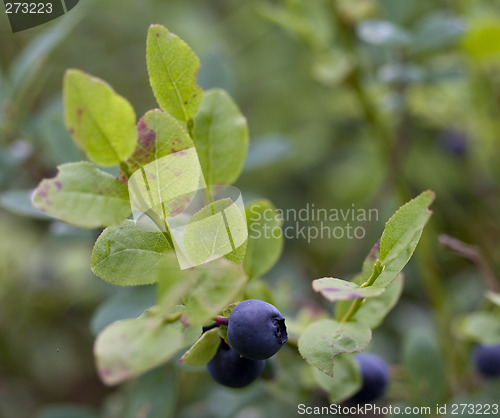 Image of Blueberry