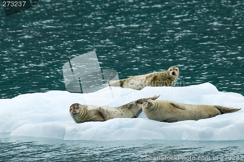 Image of Happy seals