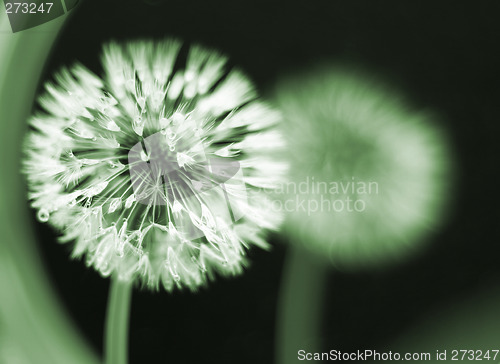 Image of wet dandelion seedhead