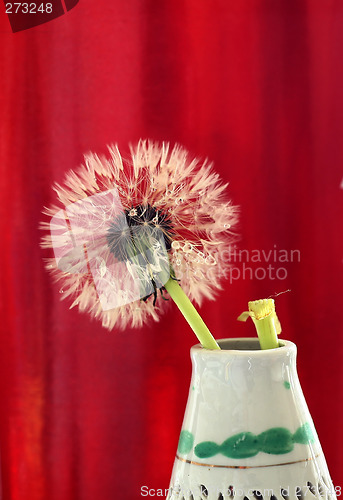 Image of wet dandelion seedhead