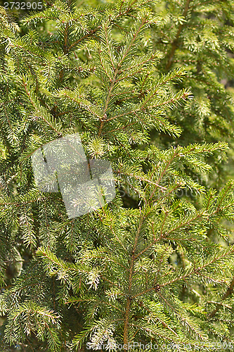 Image of floral background of spruce branches