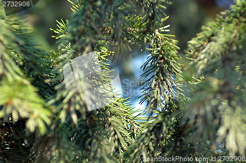 Image of floral background of spruce branches