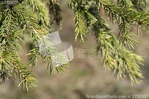 Image of floral background of spruce branches
