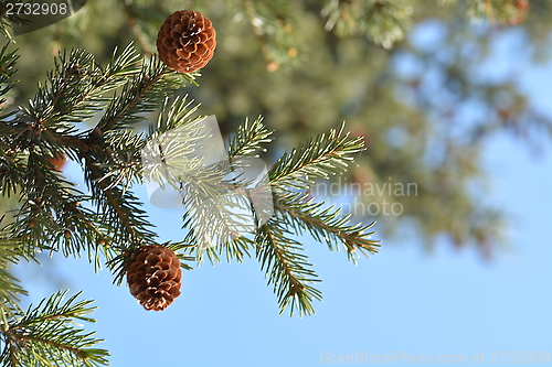 Image of floral background of spruce branches