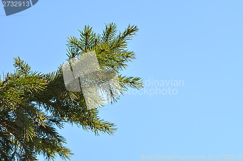 Image of floral backfloral background of spruce branches and sky