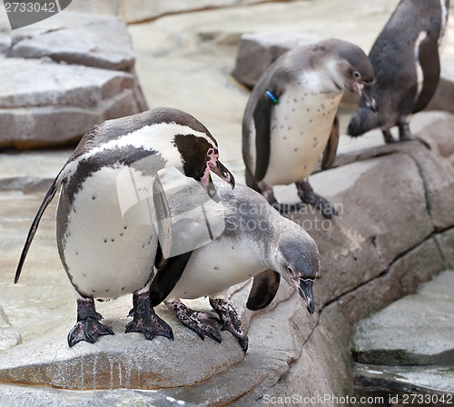 Image of penguins in the zoo