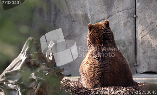 Image of brown bear back