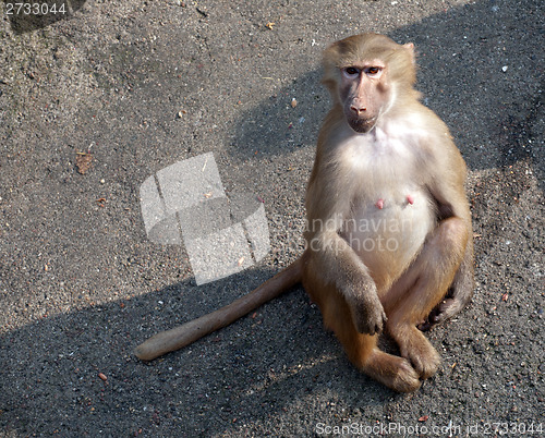 Image of female monkey