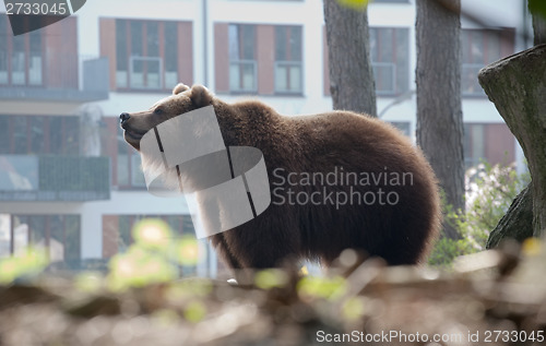 Image of brown bear in the city