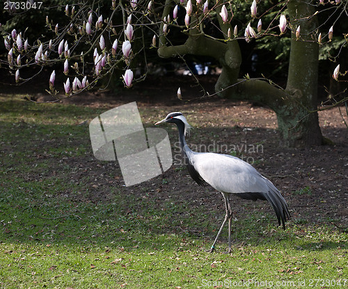 Image of spring heron