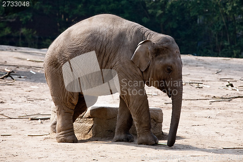 Image of elephant