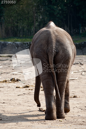 Image of elephant back