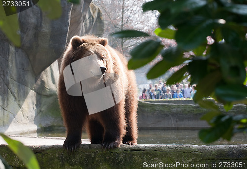 Image of brown bear in the zoo