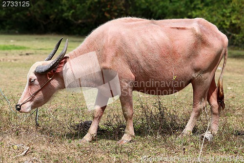 Image of Red Cow