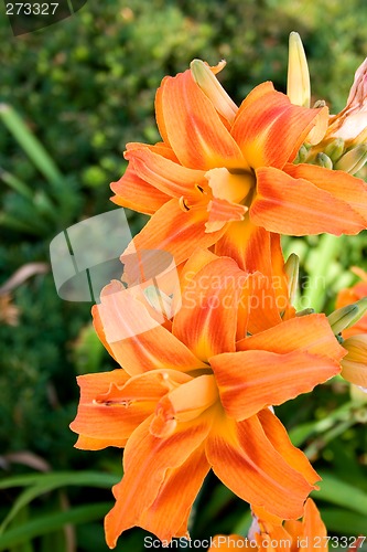 Image of Lily