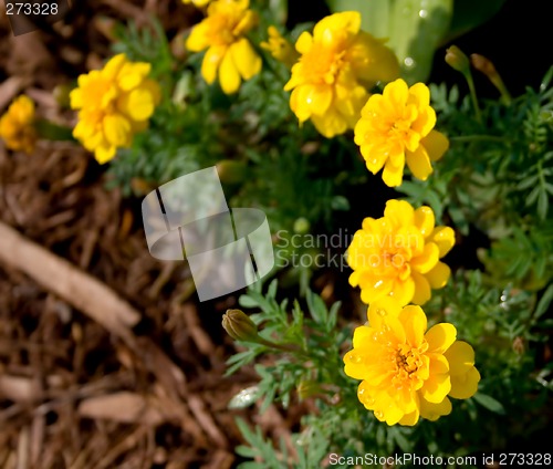 Image of Marigolds